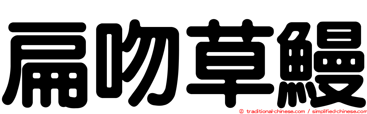 扁吻草鰻