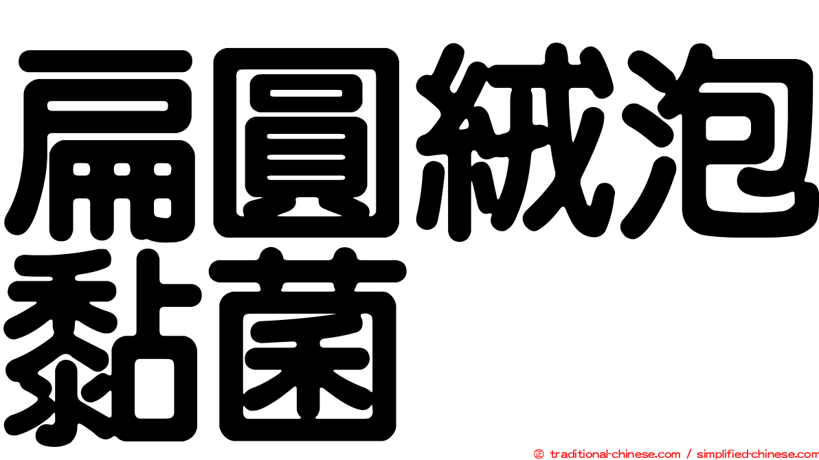 扁圓絨泡黏菌