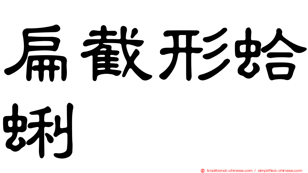扁截形蛤蜊