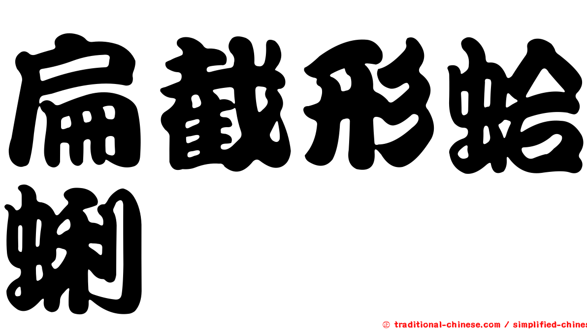 扁截形蛤蜊