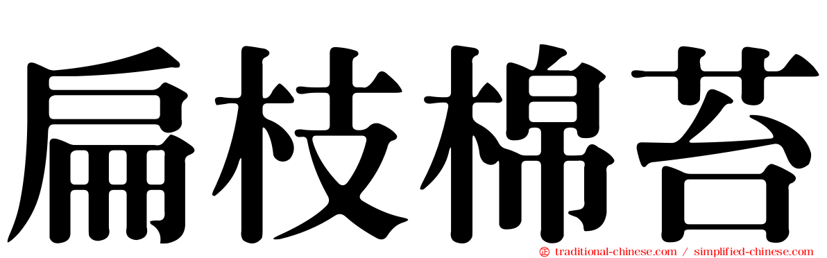 扁枝棉苔