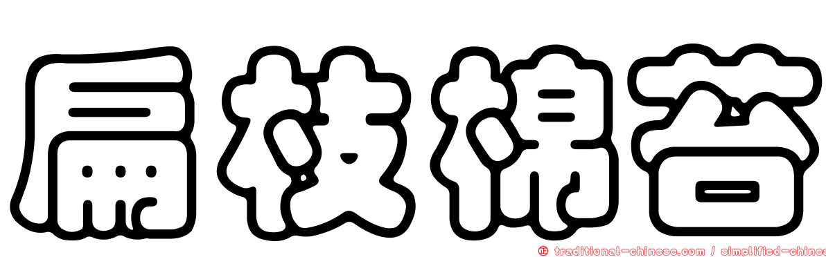 扁枝棉苔
