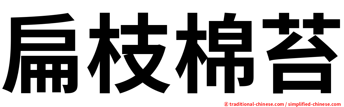扁枝棉苔