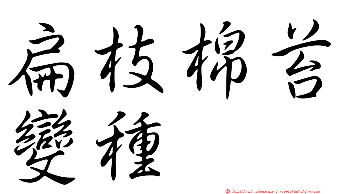 扁枝棉苔變種