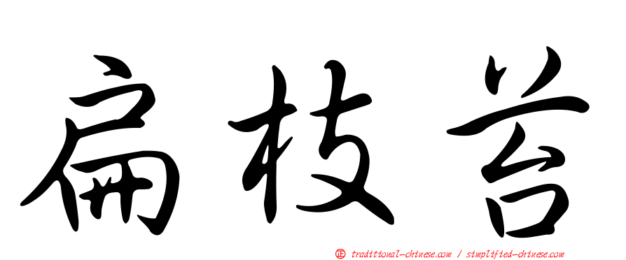 扁枝苔