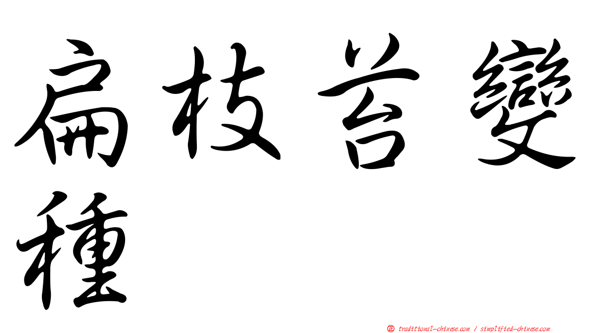 扁枝苔變種