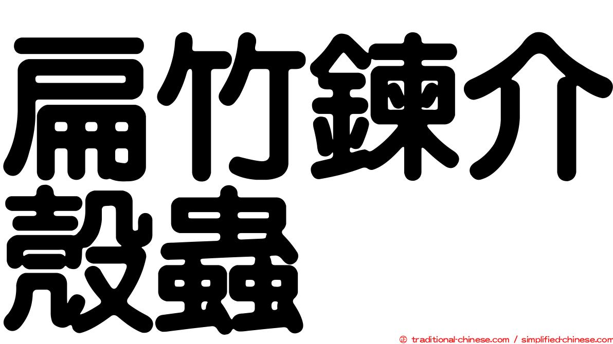 扁竹鍊介殼蟲