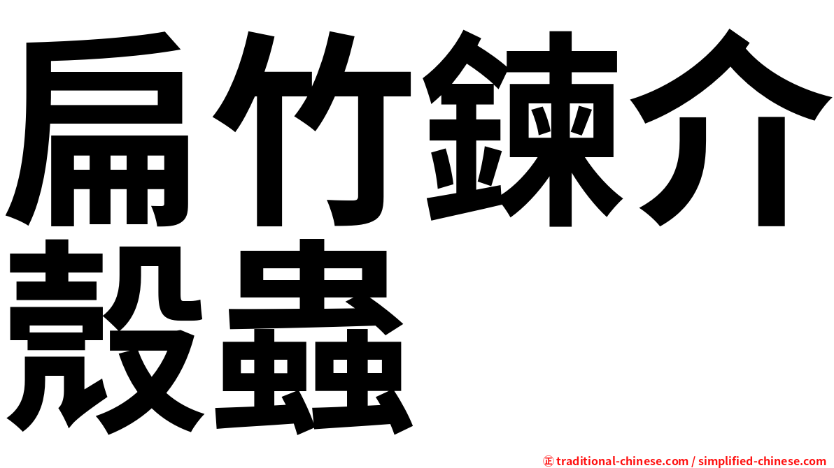 扁竹鍊介殼蟲