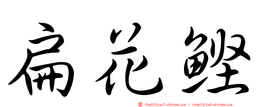 扁花鰹