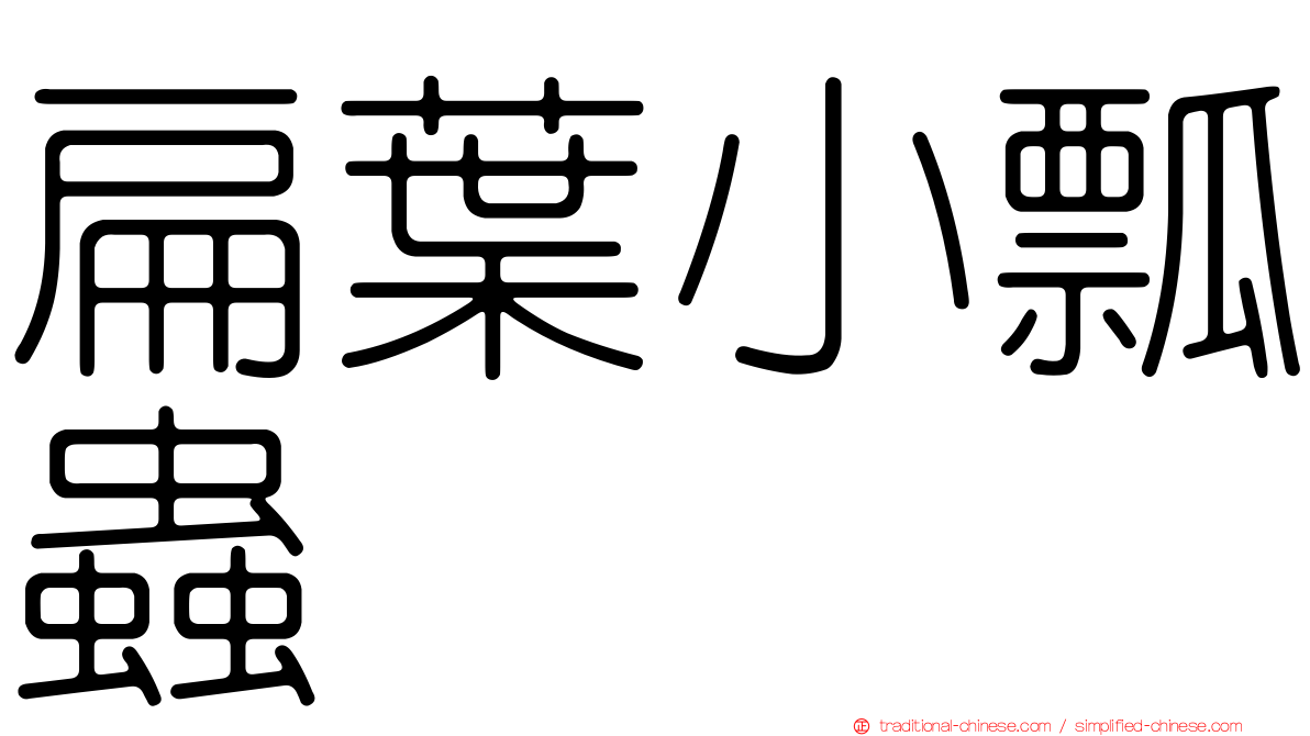 扁葉小瓢蟲