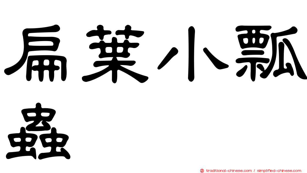 扁葉小瓢蟲