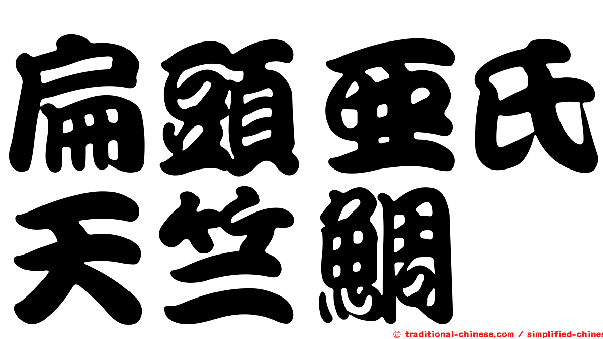 扁頭亞氏天竺鯛