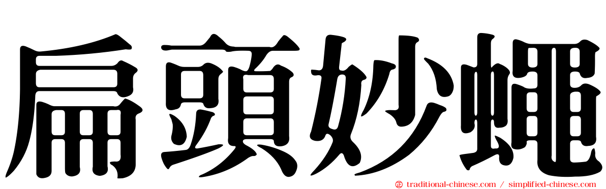 扁頭妙蠅