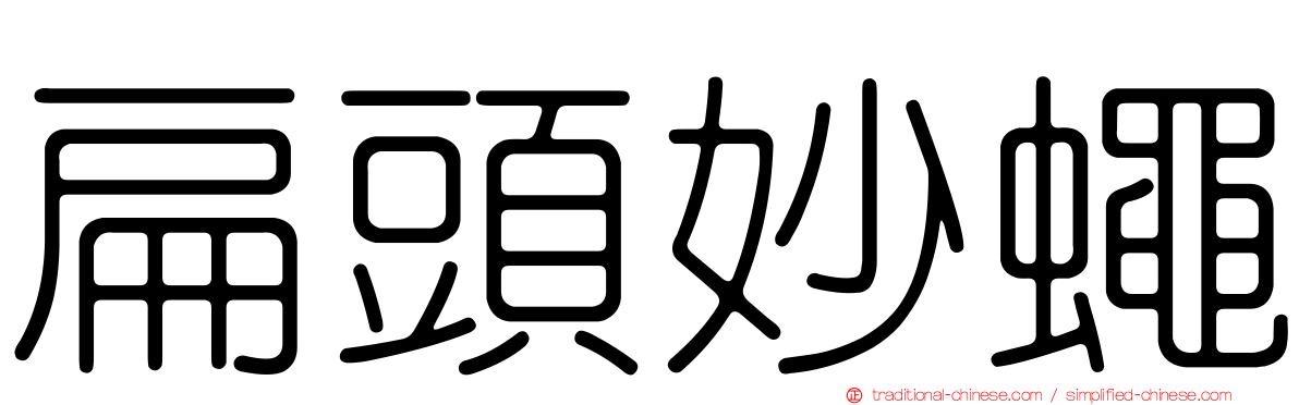 扁頭妙蠅