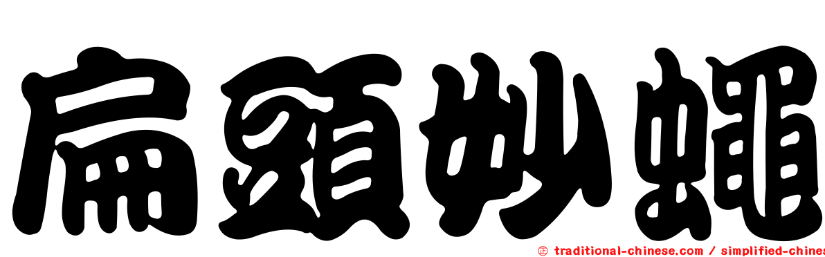 扁頭妙蠅
