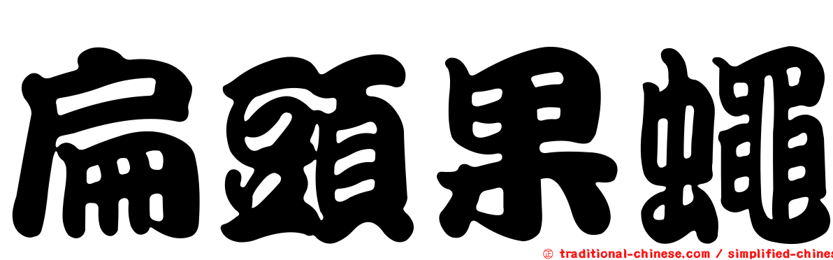 扁頭果蠅