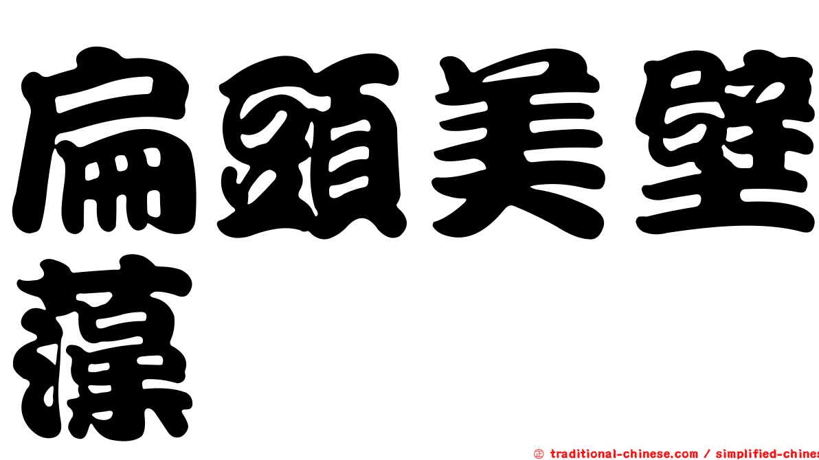 扁頭美壁藻