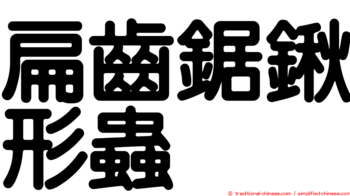 扁齒鋸鍬形蟲