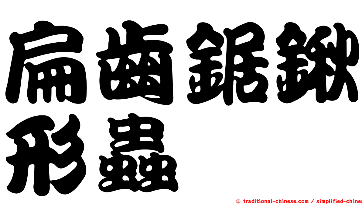 扁齒鋸鍬形蟲