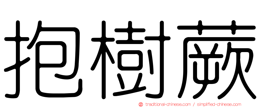抱樹蕨