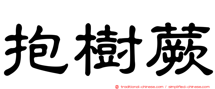 抱樹蕨