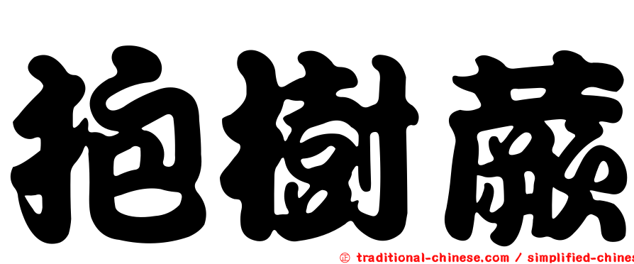 抱樹蕨