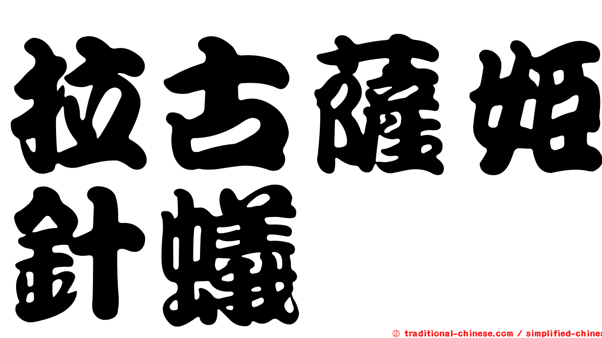 拉古薩姬針蟻