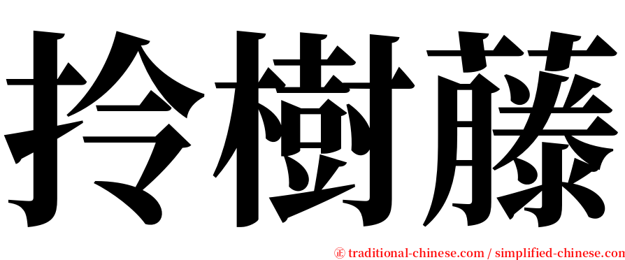 拎樹藤 serif font