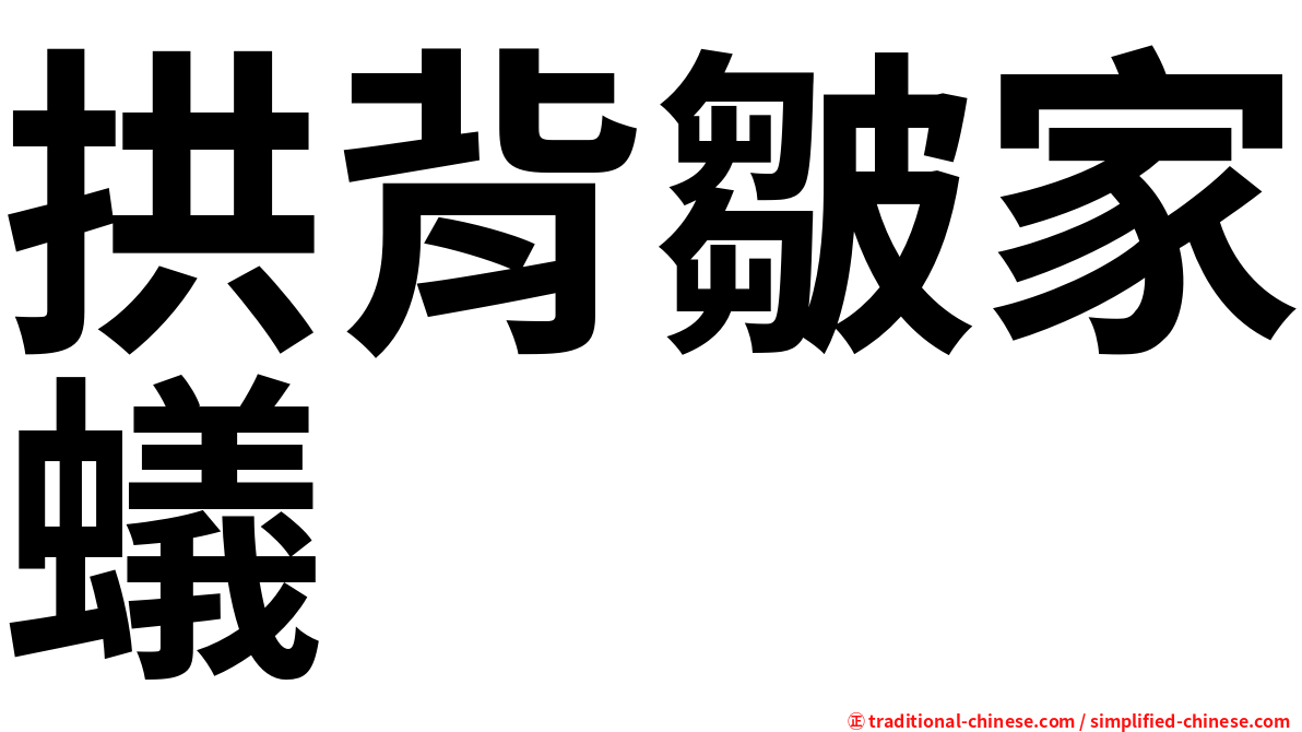 拱背皺家蟻