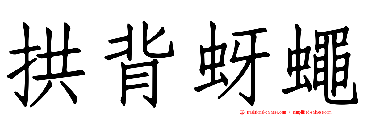 拱背蚜蠅