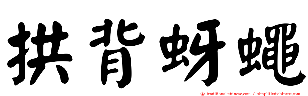 拱背蚜蠅