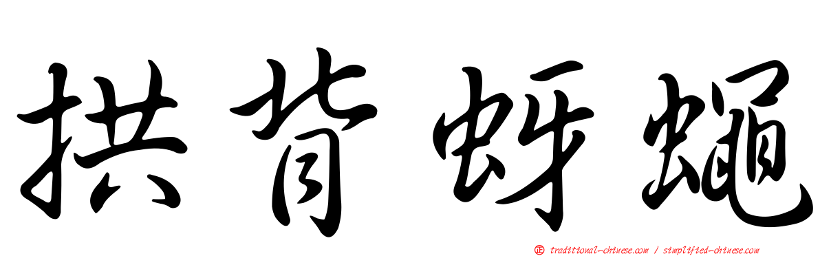 拱背蚜蠅