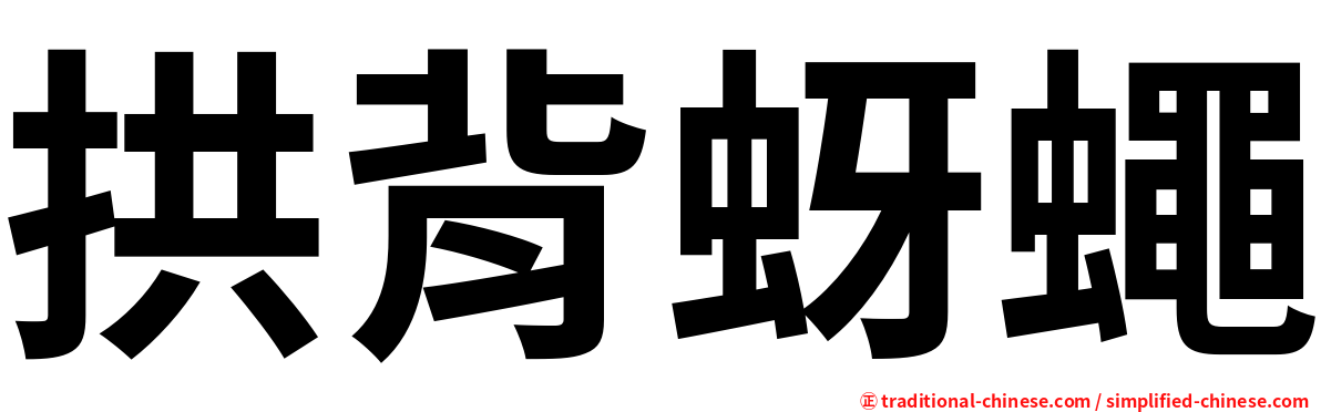 拱背蚜蠅