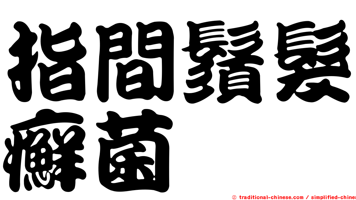 指間鬚髮癬菌