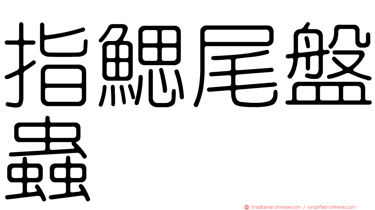 指鰓尾盤蟲