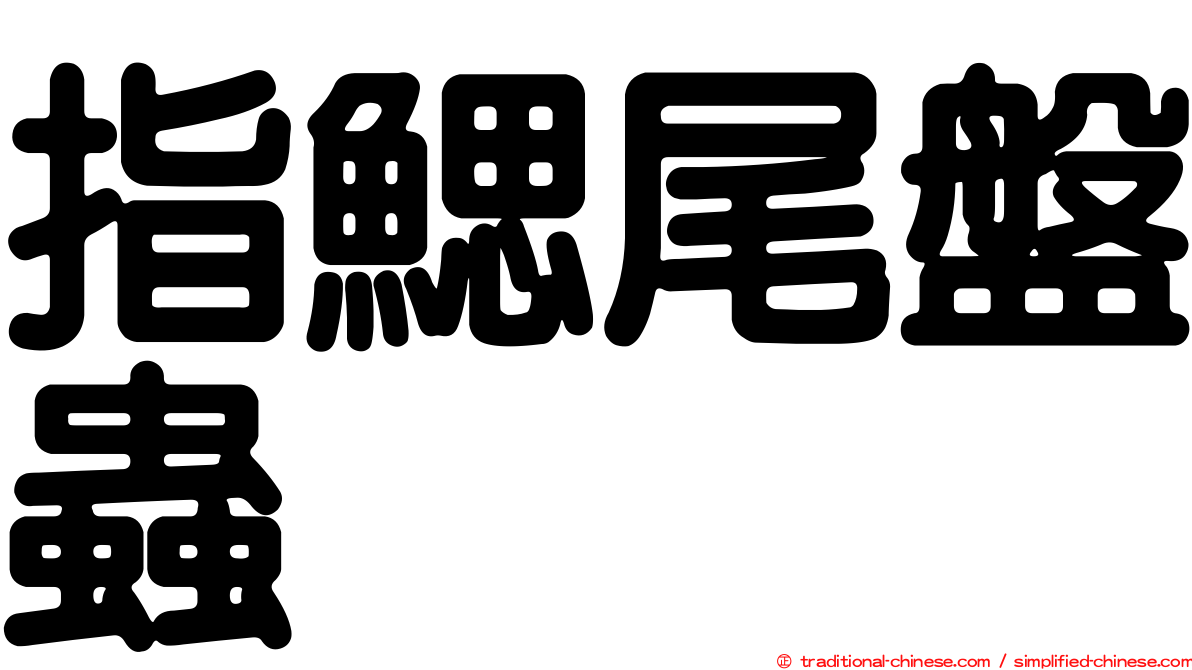 指鰓尾盤蟲