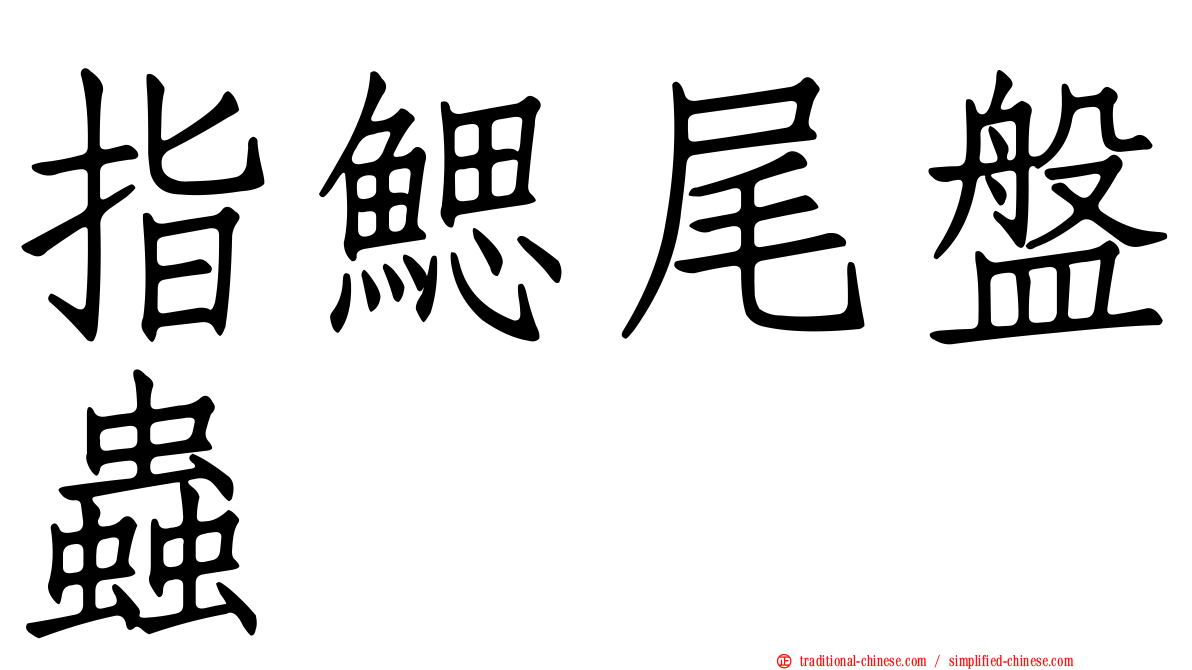 指鰓尾盤蟲
