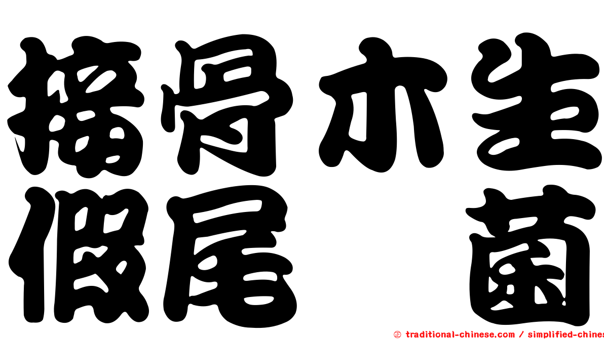 接骨木生假尾孢菌
