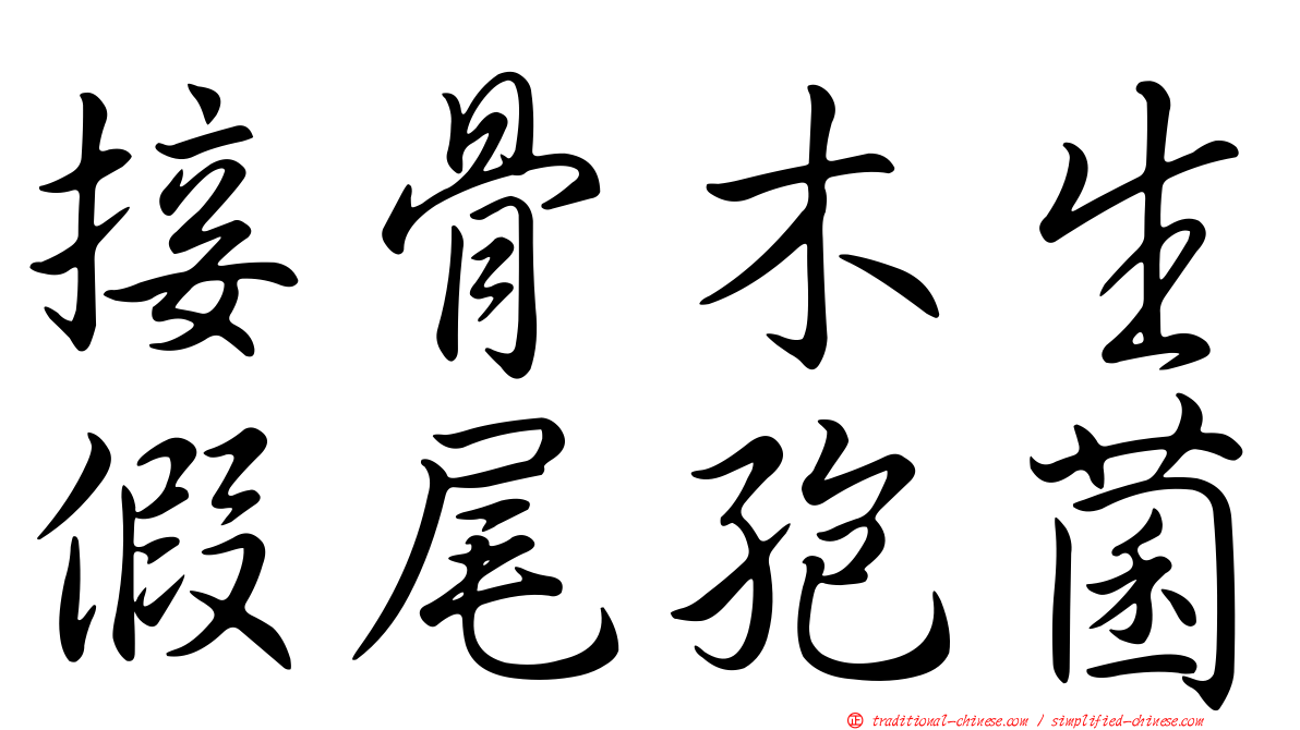 接骨木生假尾孢菌