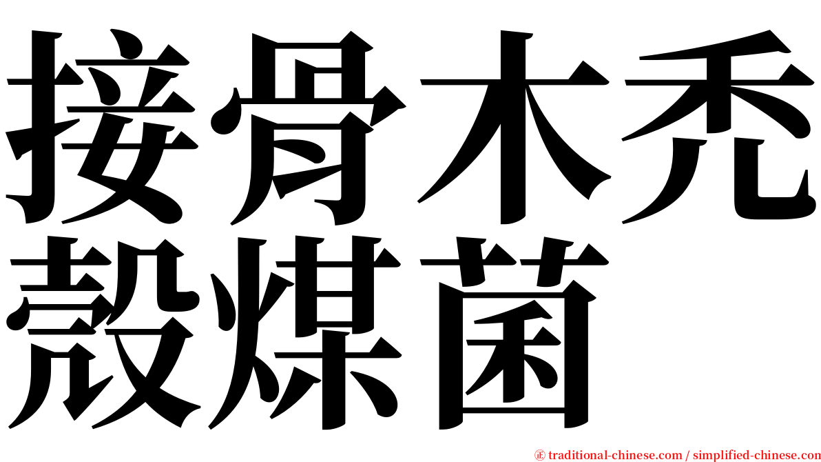 接骨木禿殼煤菌 serif font