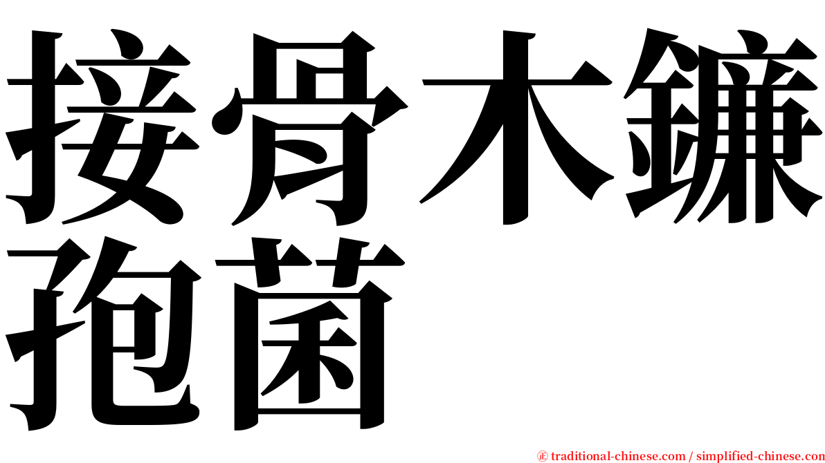 接骨木鐮孢菌 serif font