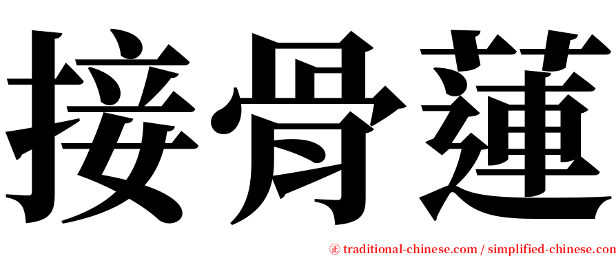 接骨蓮 serif font