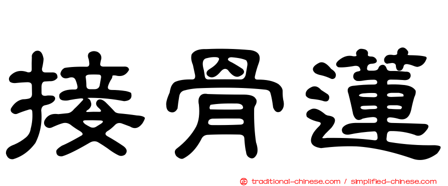 接骨蓮