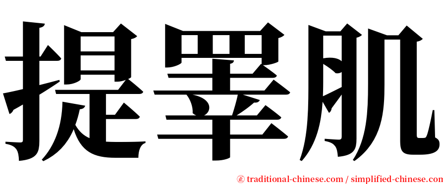 提睪肌 serif font