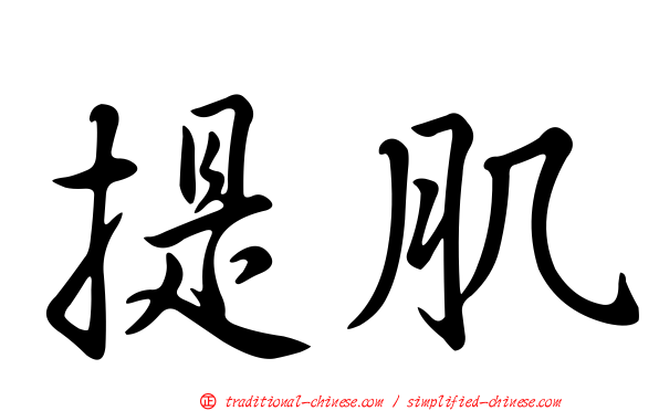 提肌