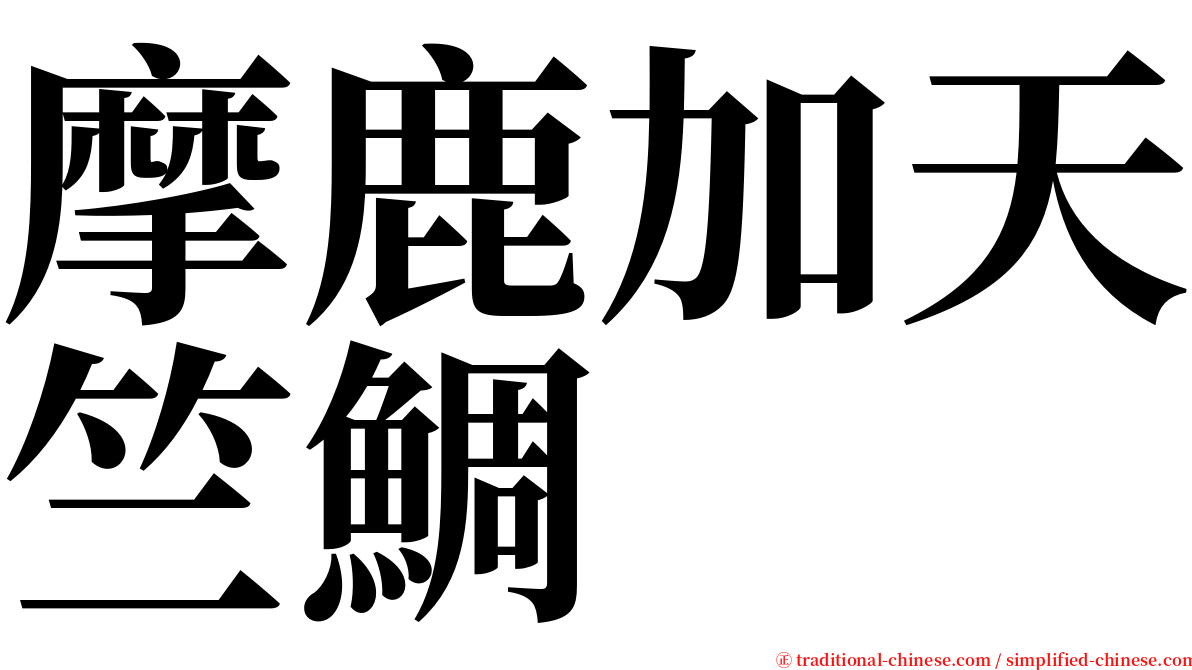 摩鹿加天竺鯛 serif font