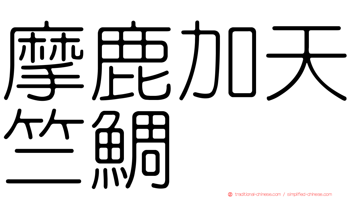 摩鹿加天竺鯛