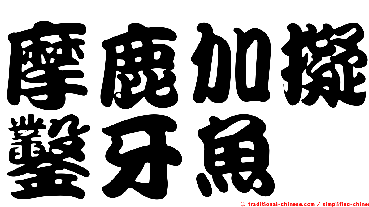 摩鹿加擬鑿牙魚