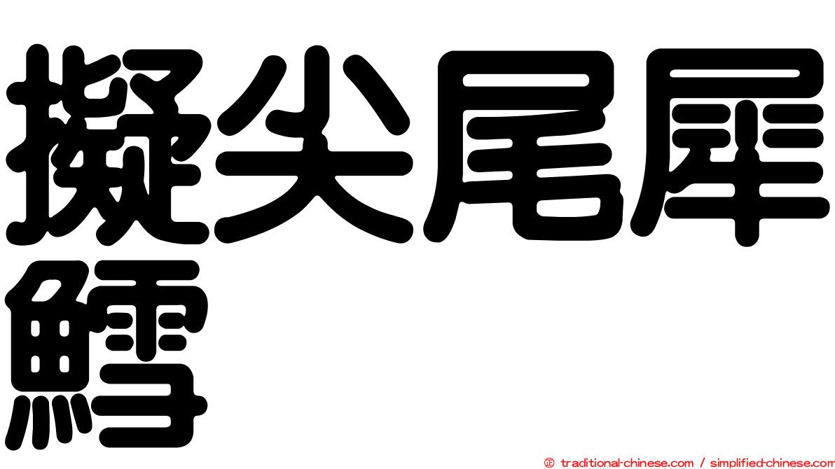 擬尖尾犀鱈
