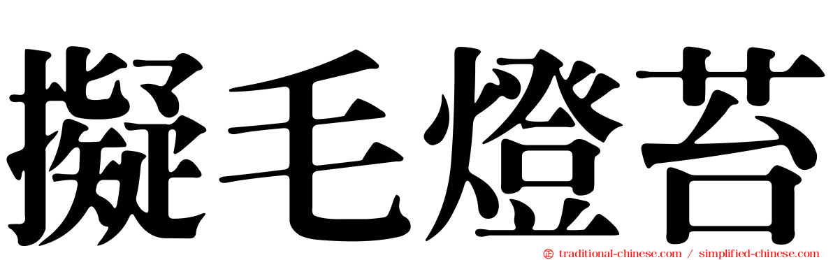 擬毛燈苔